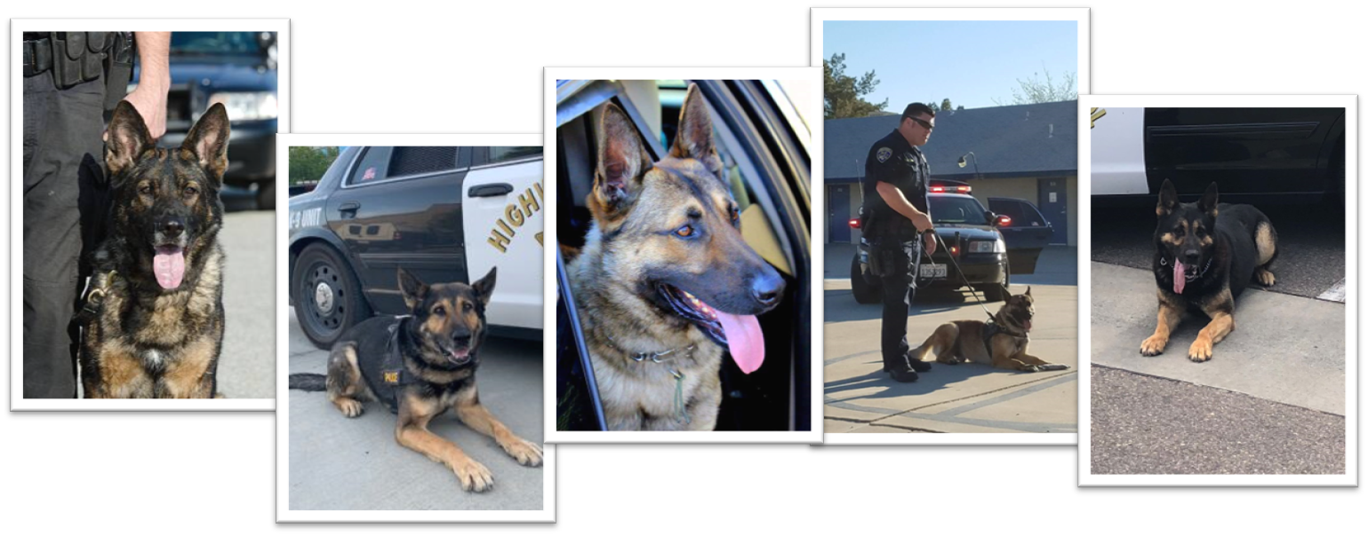 Collage of Highway Patrol K-9 Service Dogs